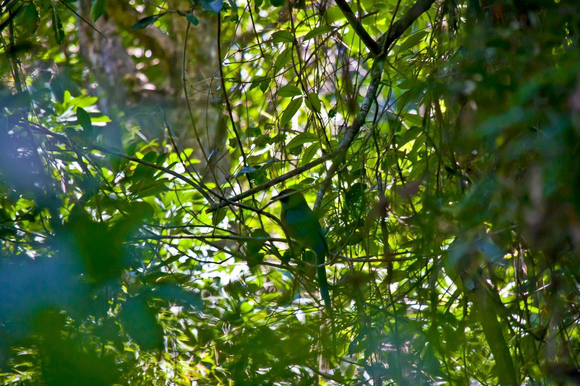 Tierra Guarani Lodge Πουέρτο Ιγκουασού Εξωτερικό φωτογραφία