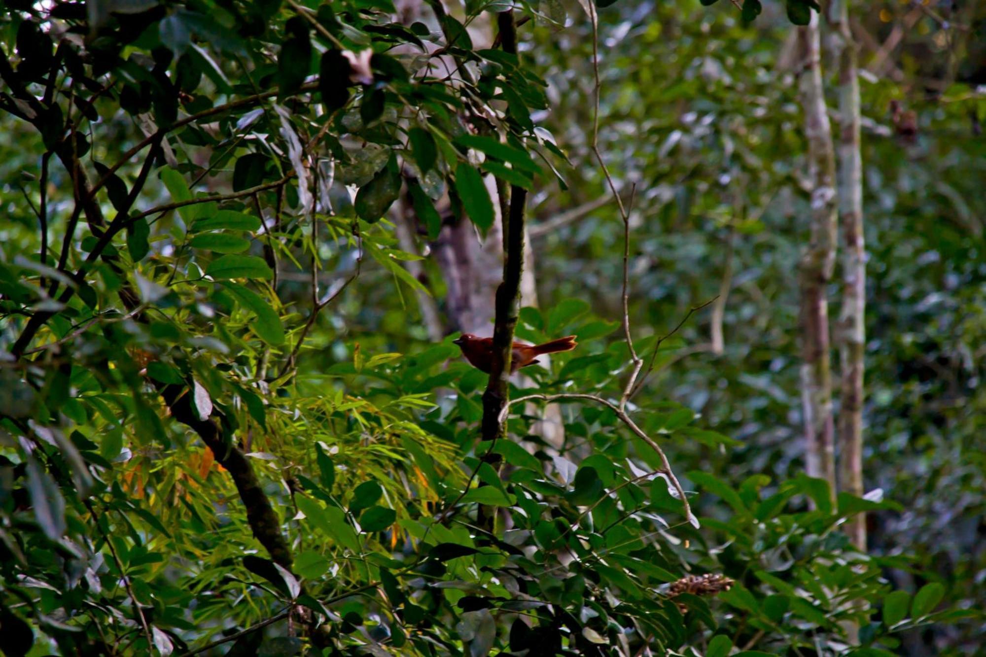 Tierra Guarani Lodge Πουέρτο Ιγκουασού Εξωτερικό φωτογραφία